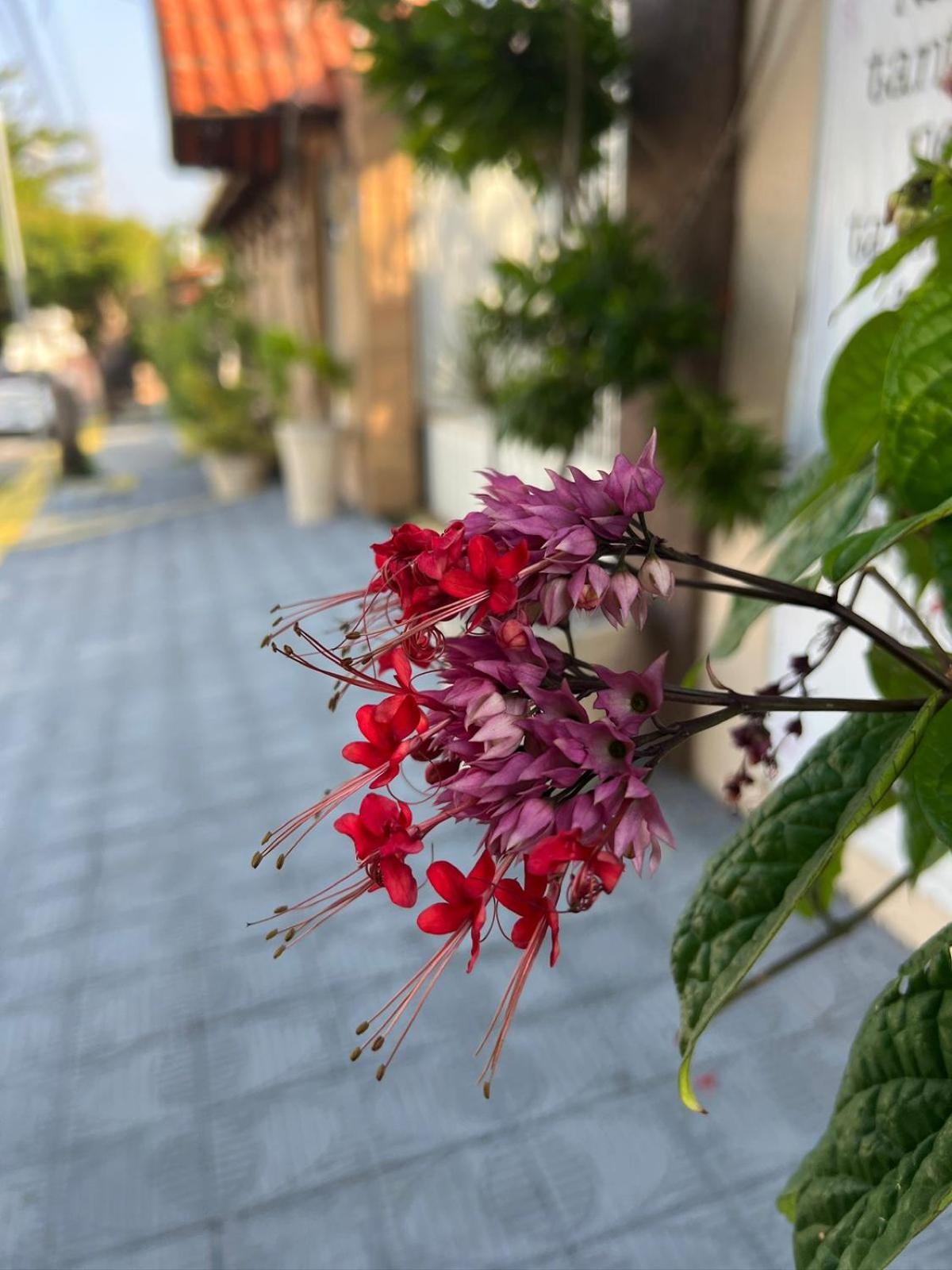 Pousada Flor Dalia Natal Ngoại thất bức ảnh